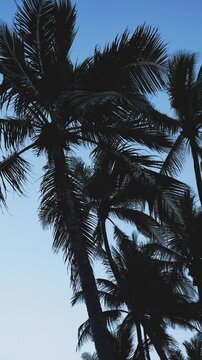 silhouette of palm trees with blue sky