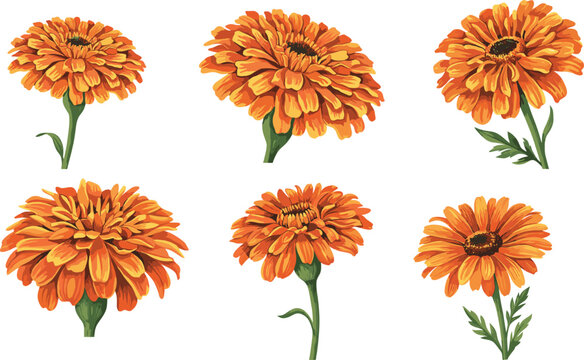 Realistic marigold and calendula flower vector collection featuring vibrant orange blooming floral heads with green stems isolated on white background for design