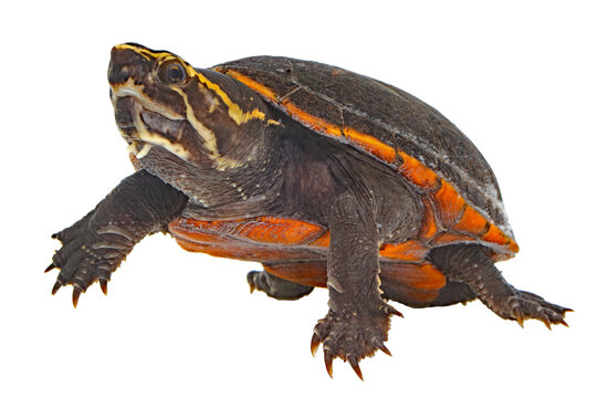 Striped mud turtle, Kinosternon baurii