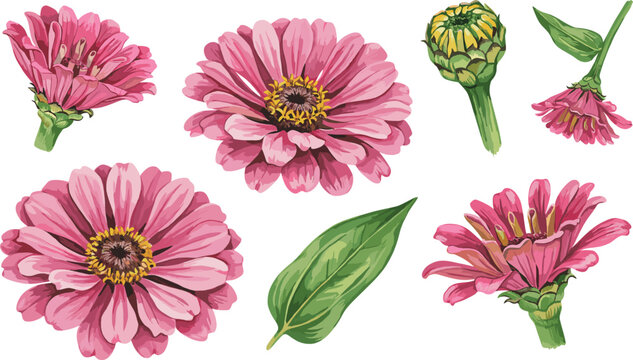 Beautiful pink zinnia vector set with blooming flower heads green leaf and closed buds isolated on white background for wedding invitation design elements