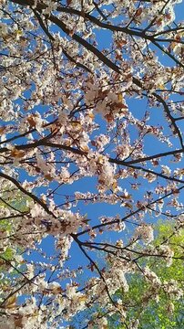 Blooming cherry branches with delicate pink flowers and young brown leaves against a bright blue sky on a sunny spring day.
