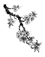 Fototapeta premium Blooming cherry blossom branch with small fruits and buds