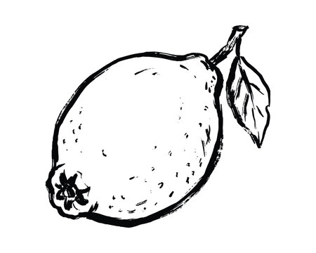 Detailed lemon fruit sketch with stem and leaf vector art