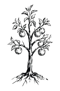 Sketch drawing illustration of apple tree with fruit on roots