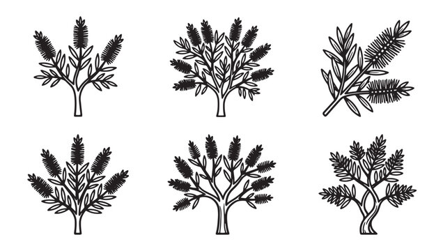 Collection of callistemon plant sketches in black and white line art with callistemon bottlebrush illustration monochrome collection blooming minimalist isolated evergreen environment