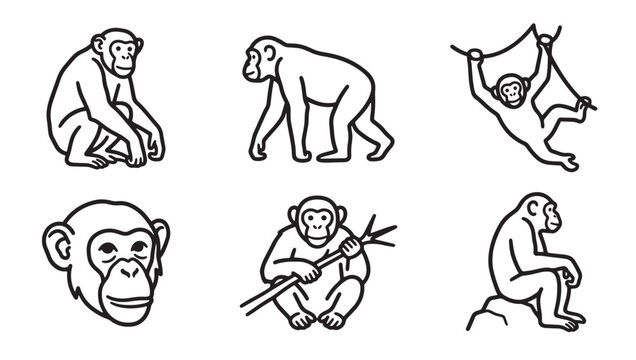 Set of chimpanzee monkey poses and behavior icons with chimpanzee wildlife character portrait illustration monochrome creature evolution intelligent behavior