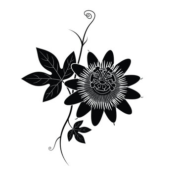 Detailed black silhouette of a beautiful tropical passion flower vine