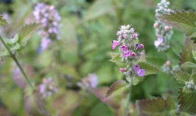 Obraz premium Blooming Catnip Flowers in the Garden: Delicate pinkish-purple catnip blossoms (Nepeta cataria) cluster tightly on a fuzzy stem, surrounded by serrated green mint-like foliage.