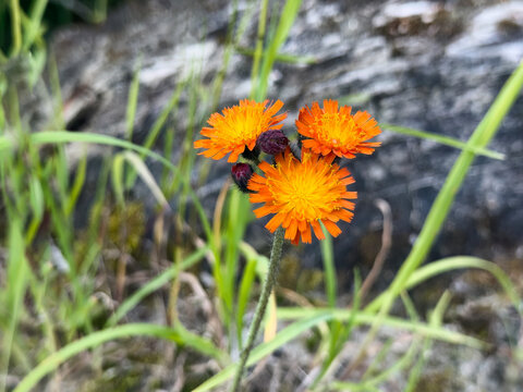 Wild orange yellow color flowers near the river and woods in early summer
