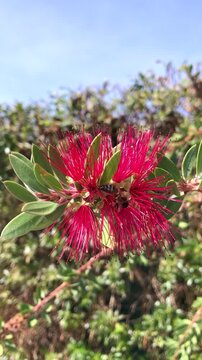Vertical macro video of a honey bee collecting nectar from a vibrant pink powder puff flower (Calliandra). The close-up footage captures the bee moving through the soft, hair-like stamens.