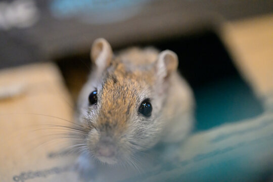 Close-up portrait of a curious pet gerbil peeking out from a cardboard box hole. Cute small rodent with prominent whiskers and dark eyes