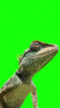 Oriental garden lizard on green screen background close up shot