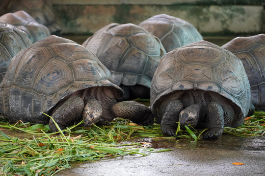 Giant tortoises gathered together eating green grass on a wet surface
