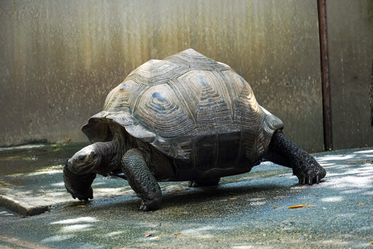 Giant tortoise with textured shell walks slowly on a paved surface