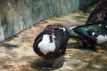 Muscovy duck with distinctive red caruncles on its face stands on a textured surface © Thanakrit