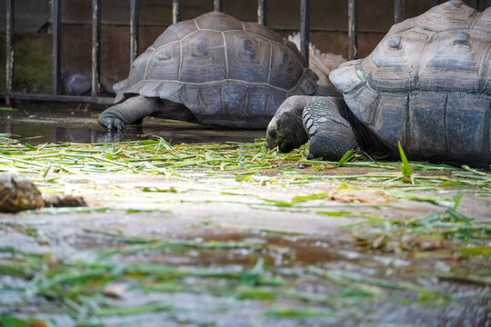 Giant tortoises grazing on green grass in a zoo enclosure