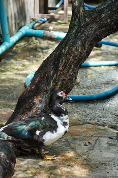 A striking black and white Muscovy duck stands near a tree trunk on a sunny day
