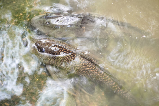 Two mudskippers interacting in shallow murky water with algae on the bottom