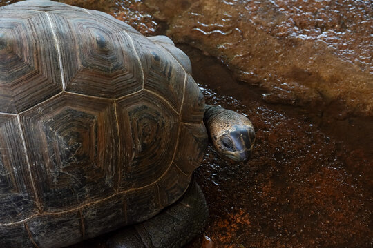 Giant tortoise with textured shell resting on wet ground near rocks