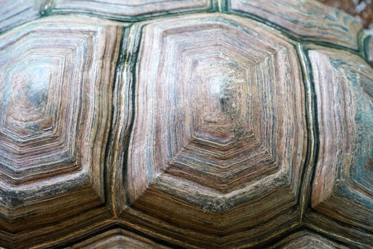 Close-up texture of a giant tortoise shell showing intricate patterns and natural lines
