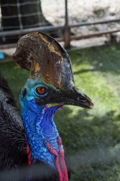 Close-up portrait of a Southern Cassowary with vibrant blue neck and casque