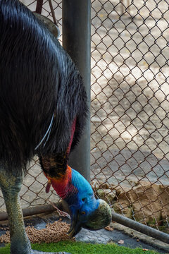 Southern cassowary with vibrant blue and red neck feathers eats from a pile of food