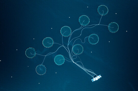 Aerial view of circular fish farm pens connected by lines to a central floating platform in the deep blue ocean Philippines.