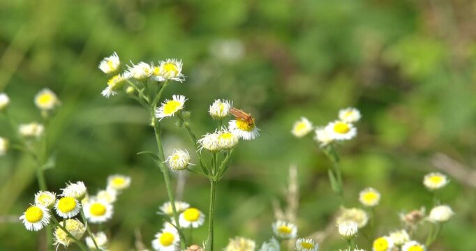 Macro - Insect on some daisies
