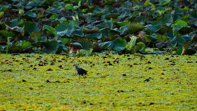 A wild waterbird walking across a lush wetland covered with floating aquatic plants, with a lotus pond in the background. The peaceful natural habitat highlights the rich biodiversity of freshwater ec