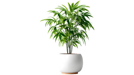 Fototapeta premium Isolated green houseplant ficus with lush leaves in a flowerpot, indoor home decoration, botanical nature growth concept, potted palm and herb, gardening flora object
