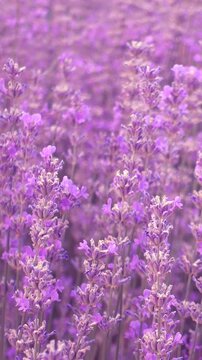 Vertical video of a lavender field swaying in wind 
