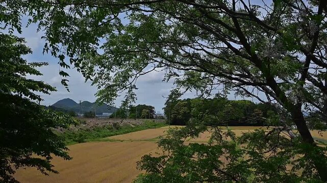 栴檀の花咲く麦秋の湖国を走るトワイライトエクスプレス瑞風 （東海道本線 野洲 - 篠原, 2026年5月）