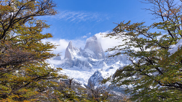 a close view of the summit of monte fitz roy framed by the branches of southern beech trees in los glaciares national park of patagonian, argentina