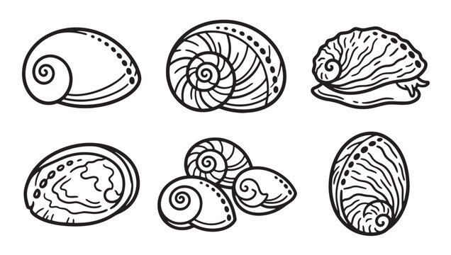Graphic set of detailed black and white line art illustrations showing various abalone shells with seashell illustration monochrome gastropod underwater collection minimalist nautical wildlife