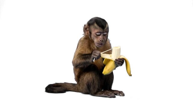 A fascinating studio shot of a clever brown capuchin monkey carefully peeling a ripe yellow banana to eat it. Positioned against a stark white background with a soft shadow, this high-quality asset is