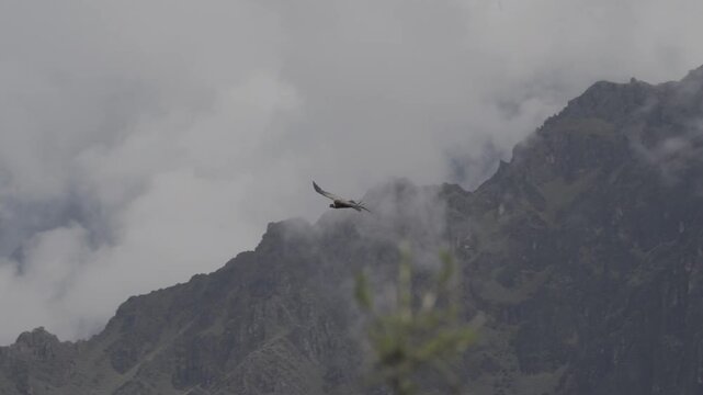 Andean condor bird majestically soaring over Colca Canyon Peru in 4K Ultra HD footage
