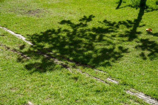 Sunlight filters through tree branches casting dappled shadows on a grassy lawn