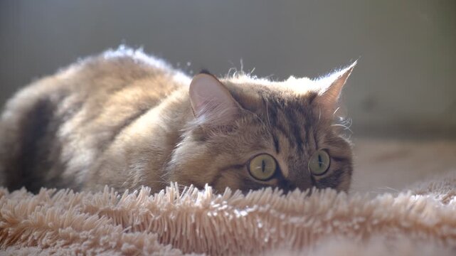 Playful cat  watching something, staring with intense visual fixation typical of feline predatory behavior. Face expression changes across various subtle emotions. Humor. Beloved pets