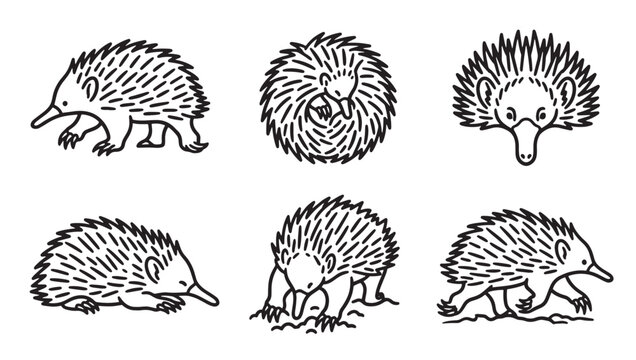 Hand drawn collection of echidna poses and actions with monotreme wildlife australian collection illustration character creature mammalian creative isolated background engraving monochrome