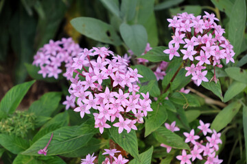 Obraz premium Clusters of vibrant pink pentas flowers (Pentas lanceolata) blooming beautifully amidst lush green garden foliage