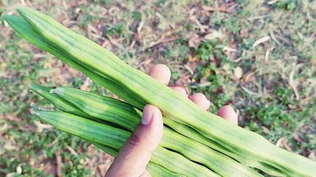 Fresh Raw Green Moringa Oleifera Drumstick Pods Held In Hand