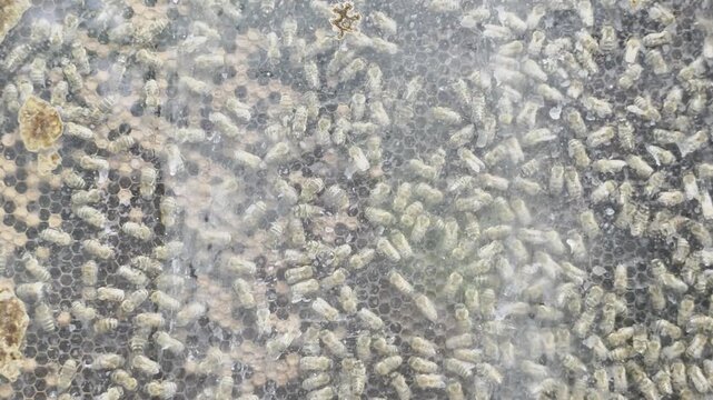 Close-up footage of an active honey bee colony moving across honeycomb cells inside a functioning hive. The video highlights pollinator activity, hive structure, and natu