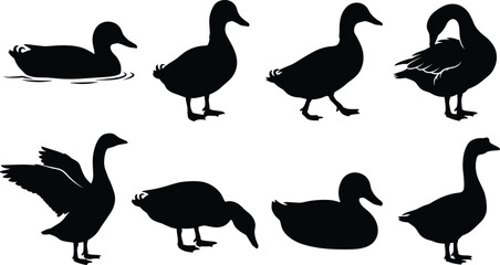 Duck and goose silhouettes set featuring swimming standing walking preening flapping wings and foraging waterfowl vector icons © MdAsikul