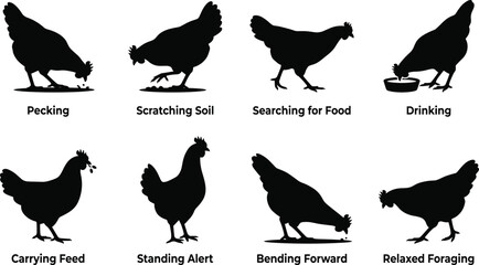 Chicken behaviors and body language silhouettes set including pecking scratching soil searching for food drinking carrying feed standing alert bending forward and relaxed foraging vector icons © MdAsikul