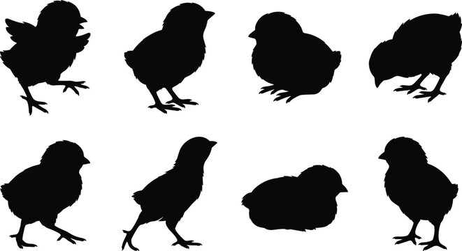 Baby chick silhouettes set featuring newborn chickens walking standing pecking looking up and resting little birds vector icons