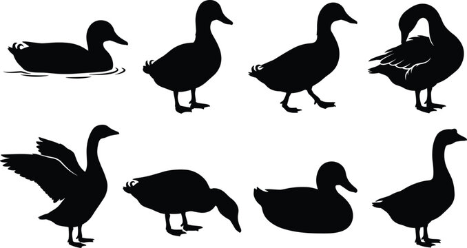 Duck and goose silhouettes set featuring swimming standing walking preening flapping wings and foraging waterfowl vector icons
