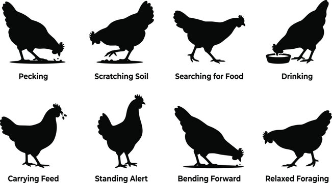 Chicken behaviors and body language silhouettes set including pecking scratching soil searching for food drinking carrying feed standing alert bending forward and relaxed foraging vector icons