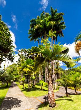 Lush tropical palm trees and a paved walking path at the Jardin de Balata botanical garden in Fort de France, Martinique.