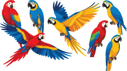 Colorful macaw parrot vector illustration set isolated on white background, tropical wild birds flying concept © Afsana