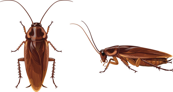 Cockroach vector illustration isolated on white background, realistic household pest insect icon set concept